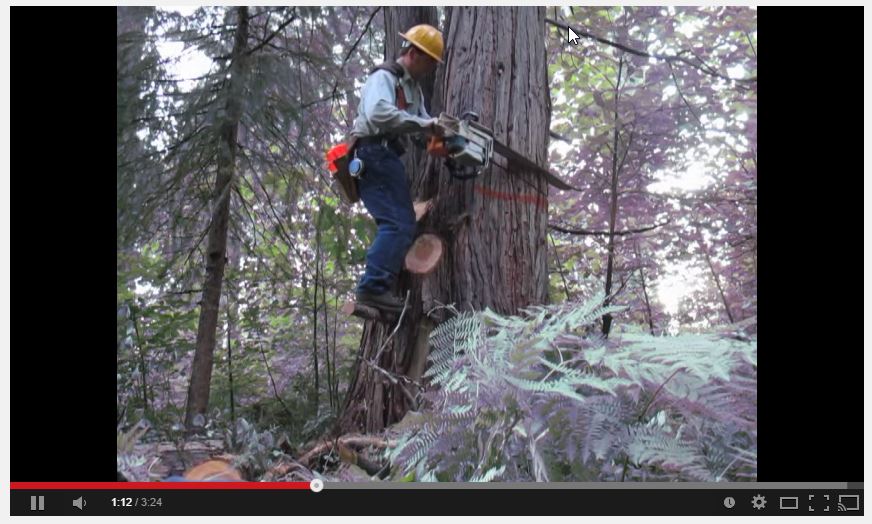  Video Link to Springboard in a Schoolmarm Cedar